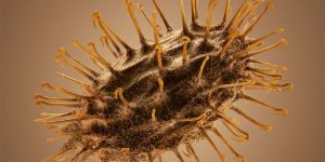 Hitchhikers: Thorny South African Seeds Get An Up Close Examination In Macro Photographs By Dillon Marsh