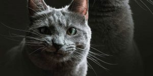 Friend Asks A Photographer To Babysit Their Cat, Gets Purrfect Photos