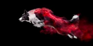 Photographer Tossed Powder On Some Dogs, And The Result Turned Out Amazing