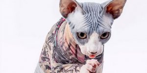You Can Get Tattoo Sleeves For Your Cat So They Can Look As Badass As They Feel