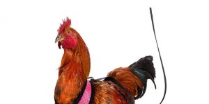 Amazon Is Selling Chicken Harnesses That Help Your Chicken Cross The Road Safely