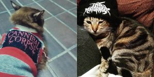 Nothing To See Here, Just Some Photos Of Cats Wearing Metal Battle Vests