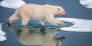 Winning Photo From The Agora #reflections2019 Contest Hides A Shocking Truth About Global Warming