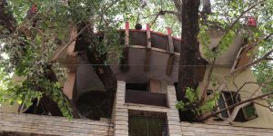 Rather Than Cut It Down, Family Builds House Around 150-Year-Old Tree
