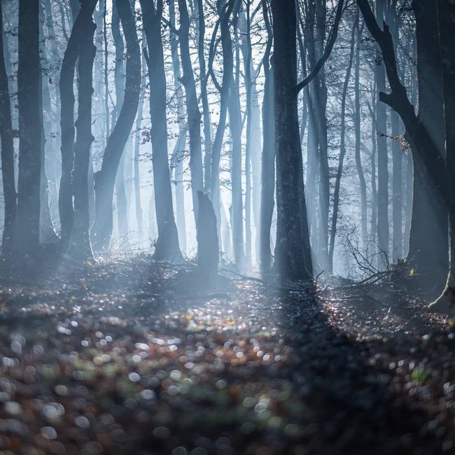 Italian Photographer Captures The Magical Beauty Of The Forest From The ...