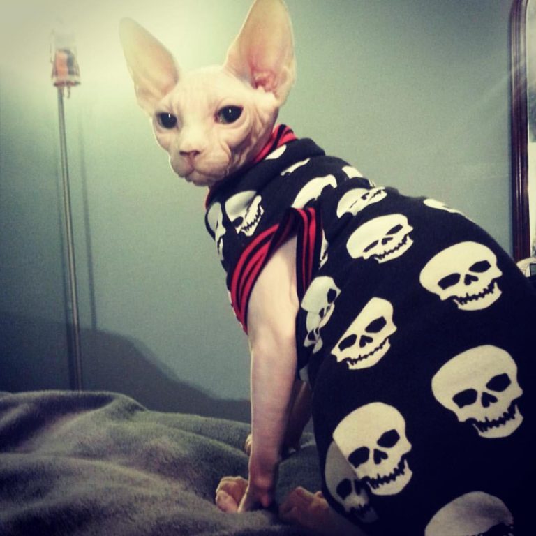 Nothing To See Here, Just Some Photos Of Cats Wearing Metal Battle ...