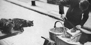 Amazing Vintage Photographs Of Cat's Meat Sellers In London In The Early 20th Century