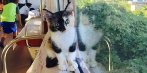 Japanese Railway Hosts World’s First Cat Café On A Moving Train With Adoptable Kittens Riding On Board