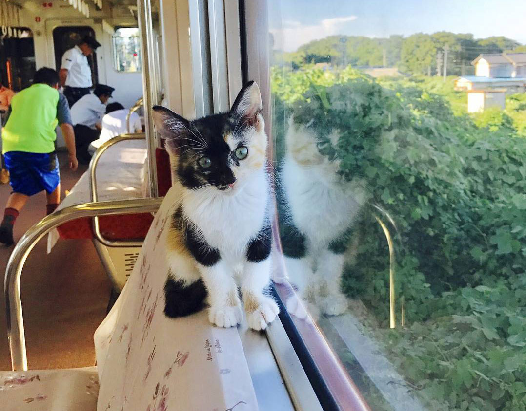 Japanese Railway Hosts World’s First Cat Café On A Moving Train With