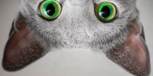 Xafi And Auri Are Two Russian Blue Cat Sisters With Mesmerizing Green Eyes