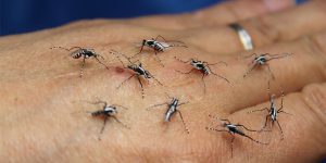 These Papercraft Mosquitoes Look So Real You’ll Want To Swat Them