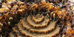 These Stingless Bees Build One Of A Kind Spiraling Hives