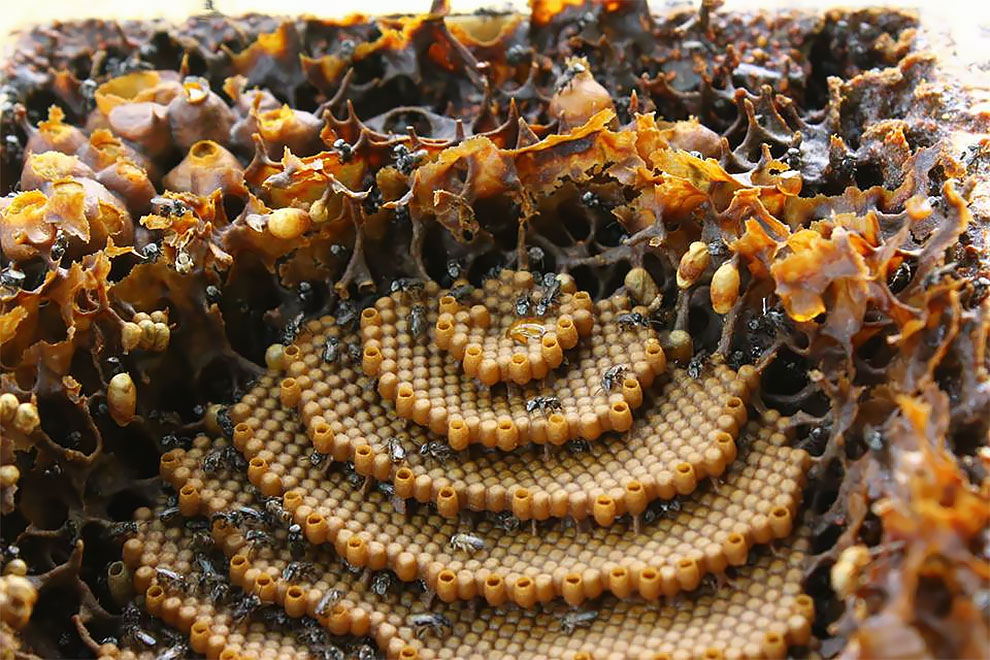 These Stingless Bees Build One Of A Kind Spiraling Hives