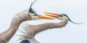 2019 Audubon Photography Awards Winners