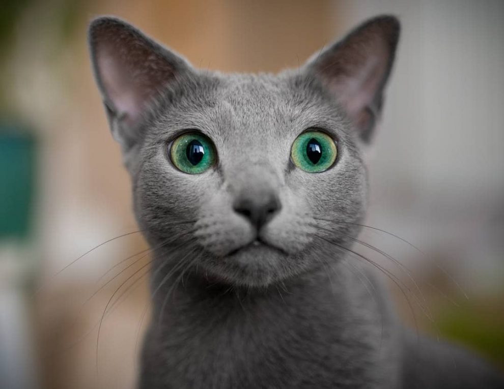 Xafi And Auri Are Two Russian Blue Cat Sisters With Mesmerizing Green ...