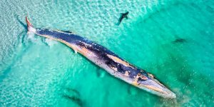 2019 Australian Geographic Nature Photographer Of The Year Winners