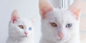 Meet 'Eye-Catching' Twin Cats Iriss And Abyss
