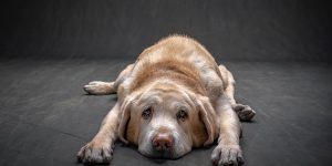 Wildlife Photographer Documents Domestic Dogs In His Book ‘The Year Of The Dogs’