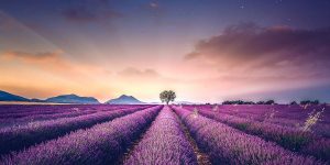 Breathtaking Aerial Photos Of A Lavender Field In Southern France By Samir Belhamra