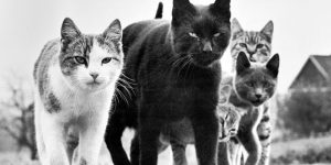 The Cat Whisperer: Walter Chandoha, The Photographer Who Popularized Cat Pictures