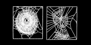 NASA Once Fed Spiders Drugs And Then Watched As The Stoned Bugs Made Deformed Webs