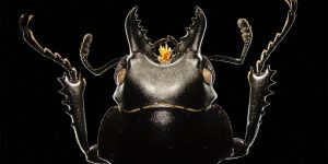 The Royal Photographic Society's 2019 Science Photographer Of The Year Shortlist