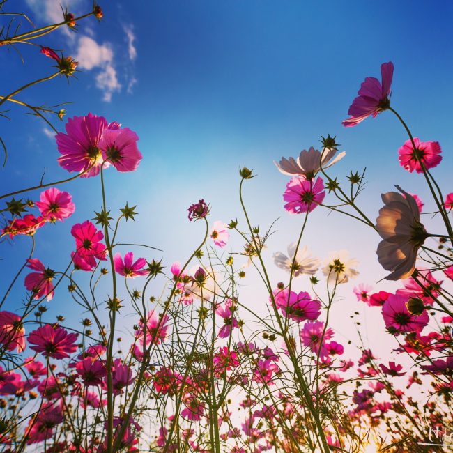 Stunning Painting-Like Photography Shows Off The Beauty Of Rainy Season ...