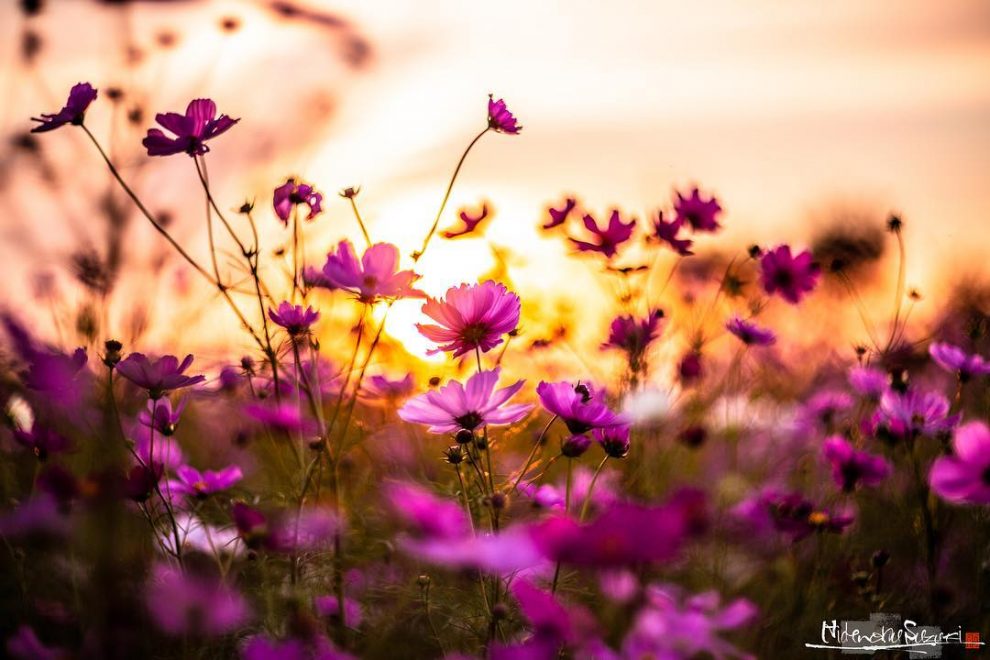 Stunning Painting-like Photography Shows Off The Beauty Of Rainy Season 