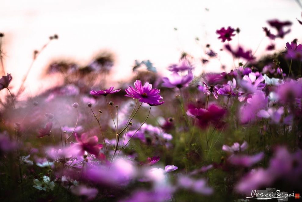 Stunning Painting-Like Photography Shows Off The Beauty Of Rainy Season ...