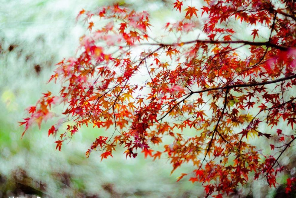 Stunning Painting-Like Photography Shows Off The Beauty Of Rainy Season ...