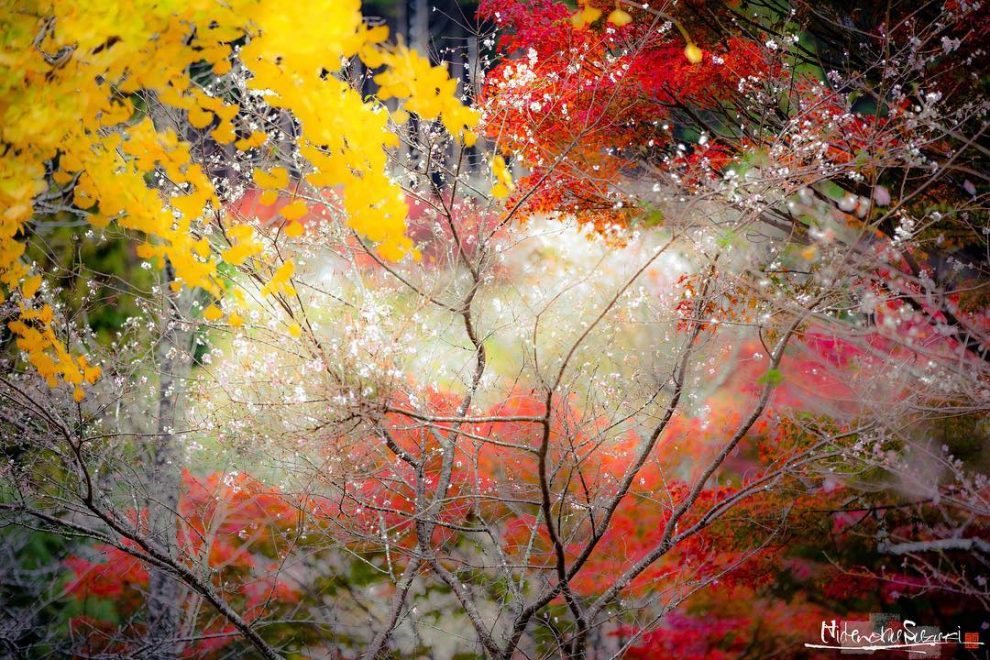 Stunning Painting-Like Photography Shows Off The Beauty Of Rainy Season ...
