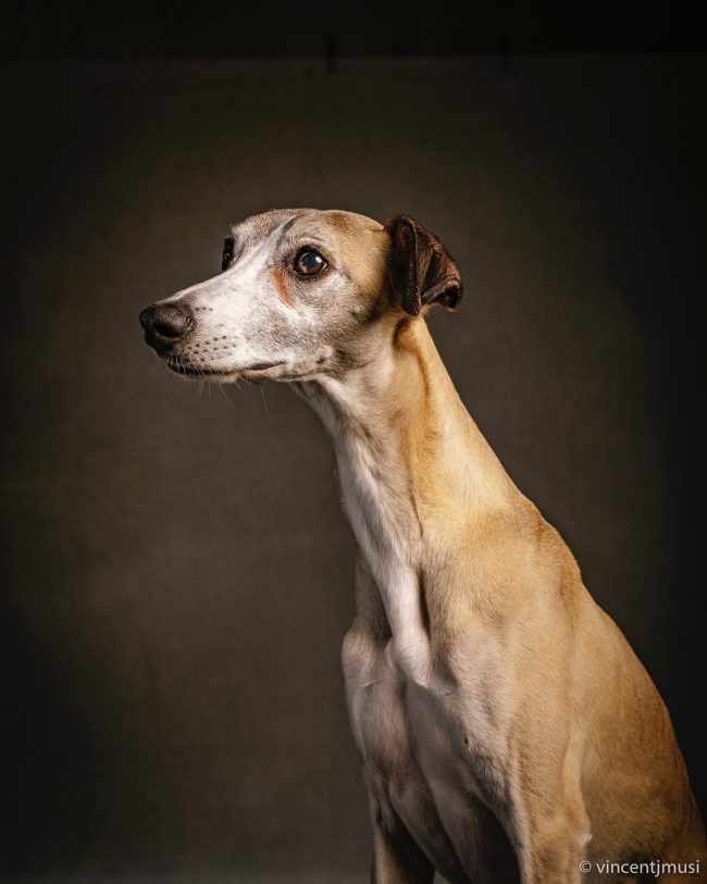 Wildlife Photographer Documents Domestic Dogs In His Book ‘The Year Of ...