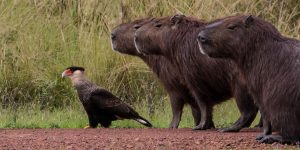 40 Funniest Finalists For Comedy Wildlife Photography Awards 2019