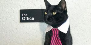 Neckties For Cats? That’s Totally A Thing