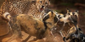 Wildlife Photographer Of The Year 2019: The Best Shots From This Year’s Competition