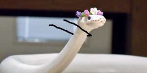 People Are Doodling On Snake Pics And The New Scenarios Are Hilarious