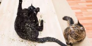 Photographer Takes Photos Of Cats High On Catnip, And The Results Are Brilliant