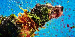 Dogs Create Abstract Paintings By Shaking Non-Toxic Paint Off Their Bodies