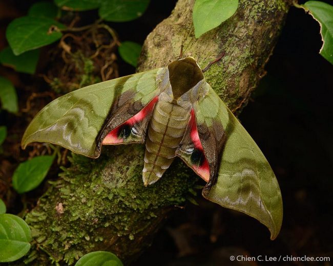 Breathtaking Wildlife Macro Photography In The Borneo Rainforest By ...