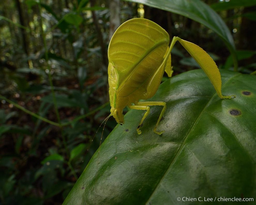 Breathtaking Wildlife Macro Photography In The Borneo Rainforest By ...