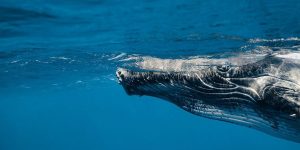 Voices In The Ocean: Spectacular Underwater Photos Of Whales By Jasmine Carey