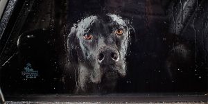 Photographer Martin Usborne Revisits A Childhood Fear Of Being Left Alone In A Car