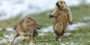 Spectacular Winning Photos From The Wildlife Photographer Of The Year 2019