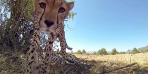 An Innovative Photographer Attached A Camera To A Remote-Controlled Car, Allowing Him To Capture Wild Animals