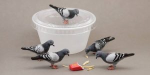 Artist Kerri Pajutee Creates Incredibly Realistic Miniature Animal Sculptures