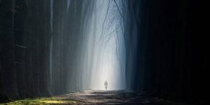 Our Endless Numbered Days: Absolutely Magical And Beautiful Forest Photography By Martin Podt