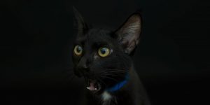 A Striking Photo Series Of Beautiful Adoptable Black Cats Posing Against A Dark Background