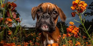 Pet Photographer Cat Race Is Taking Beautiful Photos Of Canines All Over The World