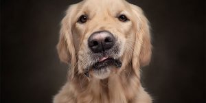 This Photographer Made Funny Noises At Animals And Captured Their Funny Expressions
