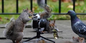 Squirrel Snapper Seems To Take Shots Of Pigeon Models As Equipment Is Left In London Park